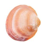 oranje bruin schelp van clam geïsoleerd Aan wit foto