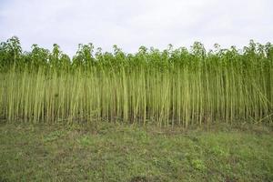 groen jute- plantage veld. rauw jute- fabriek landschap visie foto