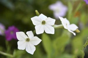 kleurrijk bloemen van geurig tabak nicotiana alata in de tuin in zomer. mooi tabak bloemen in de avond. foto