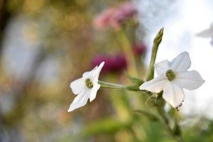 kleurrijk bloemen van geurig tabak nicotiana alata in de tuin in zomer. mooi tabak bloemen in de avond. foto