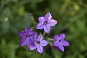 kleurrijk bloemen van geurig tabak nicotiana alata in de tuin in zomer. mooi tabak bloemen in de avond. foto