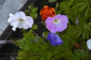 kleurrijk petunia bloemen in de tuin. petunia detailopname. foto