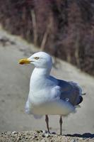 Zilvermeeuw op heligoland foto