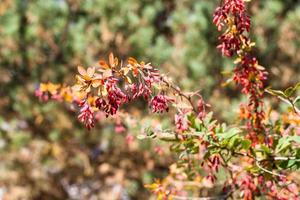 takje van berberis struik met rijp fruit in herfst foto