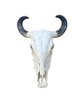 buffel schedel isoleren foto