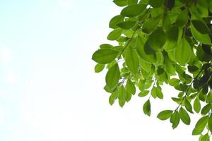 ficus benjamina takken en bladeren, zacht en selectief focus, wazig wolken en blauwe lucht achtergrond. foto