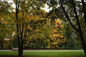 bomen in herfst stad park foto