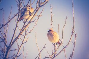 waxwings Aan winter boom retro foto