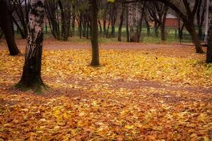 boom takken in herfst park foto