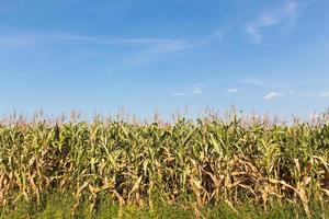 maïs maïskolf Aan een veld- in zomer foto
