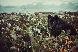 mooi hoor herfst dag int hij val. foto