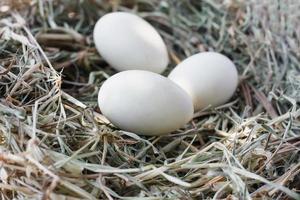 eieren in nest foto