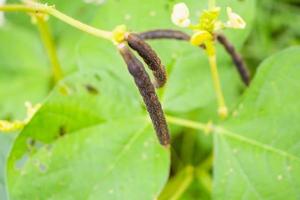 groen mung Boon Bijsnijden detailopname in landbouw veld- foto