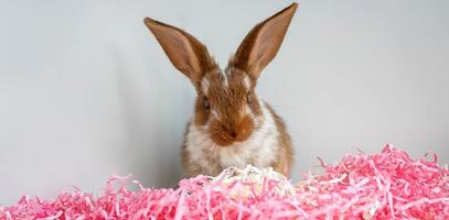 Pasen bruin met wit vlekken een klein konijn zit in een helder roze klatergoud Aan een wit achtergrond. de concept van de Pasen vakantie foto