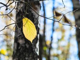 laatste geel hazelaar blad Aan boom in herfst foto
