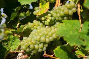 gemeenschappelijk druif Liaan, vitis vinifera foto