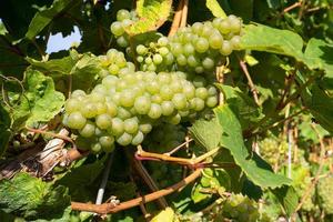gemeenschappelijk druif Liaan, vitis vinifera foto