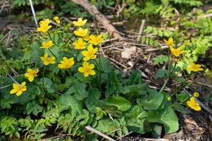 dotterbloem, caltha palustris foto