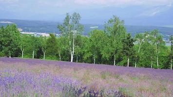 lavendelvelden bloeien in hokkaido japan om te ontspannen in de zomer of lente. foto