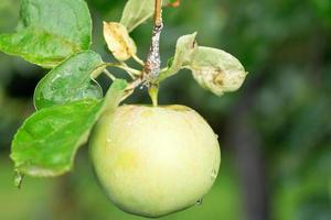 geel appel Aan groen takje dichtbij omhoog foto