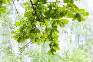 groen eik Afdeling in Woud in zonnig zomer dag foto