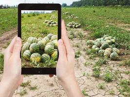 toerist foto's van rijp watermeloenen Bij veld- foto