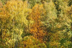 geel en groen bomen in Woud in herfst dag foto