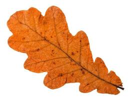 herfst gedaald oranje blad van eik boom geïsoleerd foto