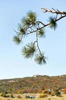 pijnboom Aan berg plateau ai-petri in Krim foto
