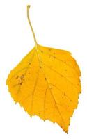 geel gedaald blad van berk boom geïsoleerd Aan wit foto