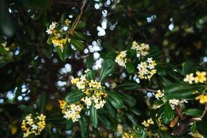 pittosporum tobira bloemen en bladeren, dichtbij hoek foto