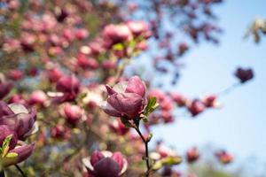 bloemen van roze magnolia. magnolia boom bloesem foto