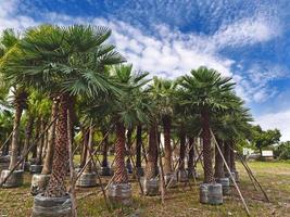 de palm bomen zijn omringd door wortels, voorbereidingen treffen naar worden getransplanteerd naar verschillend plaatsen. foto