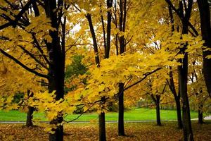 gouden herfst in de park foto