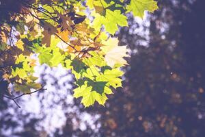 vallen esdoorn- bladeren Aan takken retro foto