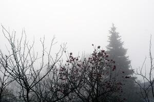 bomen in zwaar mist foto
