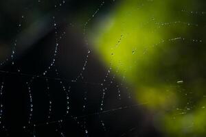 water Aan spinneweb foto