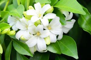 murraya paniculata, algemeen als jasmijn, oranje jessamine, porseleinen doos of nepsinaasappel, wit fruit en witte 4859036 Stockfoto