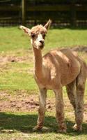 gelukkig alpaca in een paddock Aan een zomer dag foto