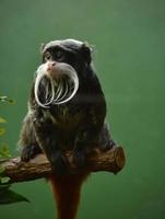 aanbiddelijk gebaard tamarin aap Aan een Afdeling foto