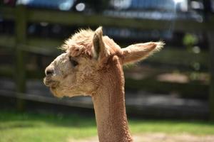 oren geflikkerd terug Aan een gedomesticeerd alpaca foto