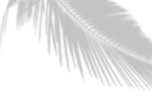 abstract grijs schaduw achtergrond van natuurlijk palm bladeren vallend Aan wit beton muur structuur met gebarsten lijn voor achtergrond en behang, zwart en wit monochroom toon. foto