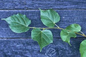 boom bladeren Aan hout foto