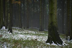 laat herfst besneeuwd gemengd Woud foto