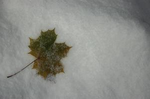 blad van herfst esdoorn- foto