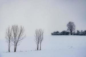 groep bomen in de landschap foto