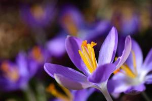 in lente, Purper krokus met geel stuifmeel groeit in een weide foto