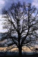 een kaal hoog boom staat Bij zonsopkomst in de ochtend- tegen een bewolkt lucht van blauw en rood kleuren foto