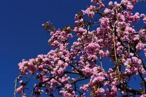 Aan de kers boom, delicaat roze kers bloesems toenemen Aan takken tegen een blauw lucht foto