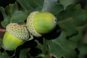 dichtbij omhoog van twee groen eikels groeit Aan eik boom. groen bladeren zijn in de achtergrond foto